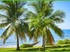 island-dream-tour-treasure-beach-1 island-dream-tour-treasure-beach-1