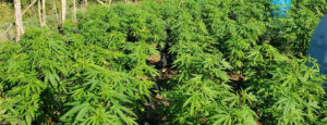 Explore a 420 Weed Farm in Jamaica: The Ultimate Cannabis Tour