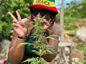 Weed Farm and Bird Sanctuary Tour
