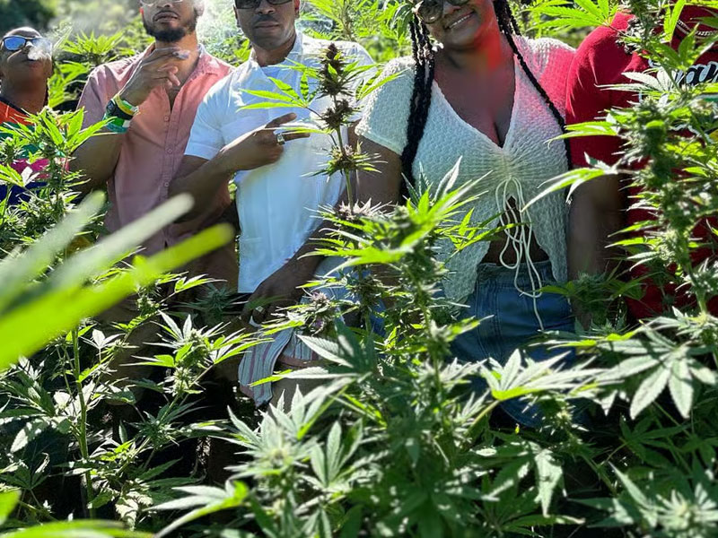 affordable-tours-jamaica-attractions-weed-farm-tour-4.jpg